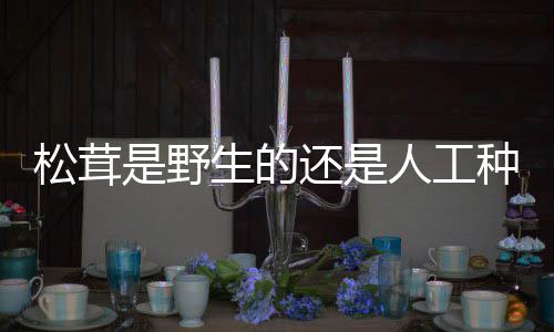种的人工松茸是野生的还是